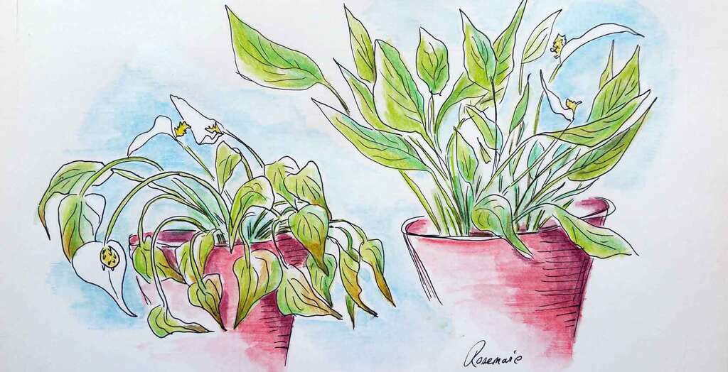 Peace lilies one healthy and one starved of water pen and ink sketch