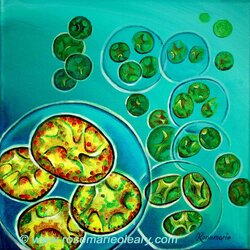 Algae Globes-Oocystis