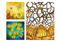 Paintings of microscopic life