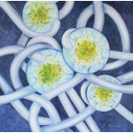 Painting in blues and whites of single algae surrounded by fungi filaments to create Lichen