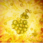 Painting of single cell round algae in yellows and greens forming coloniesming 