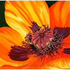 A detailed botanical close up painting of an oriental poppy