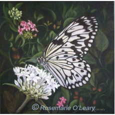 Tree nymph, rice paper butterfly on a white agapanthus flower-painting