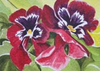 Red Pansy